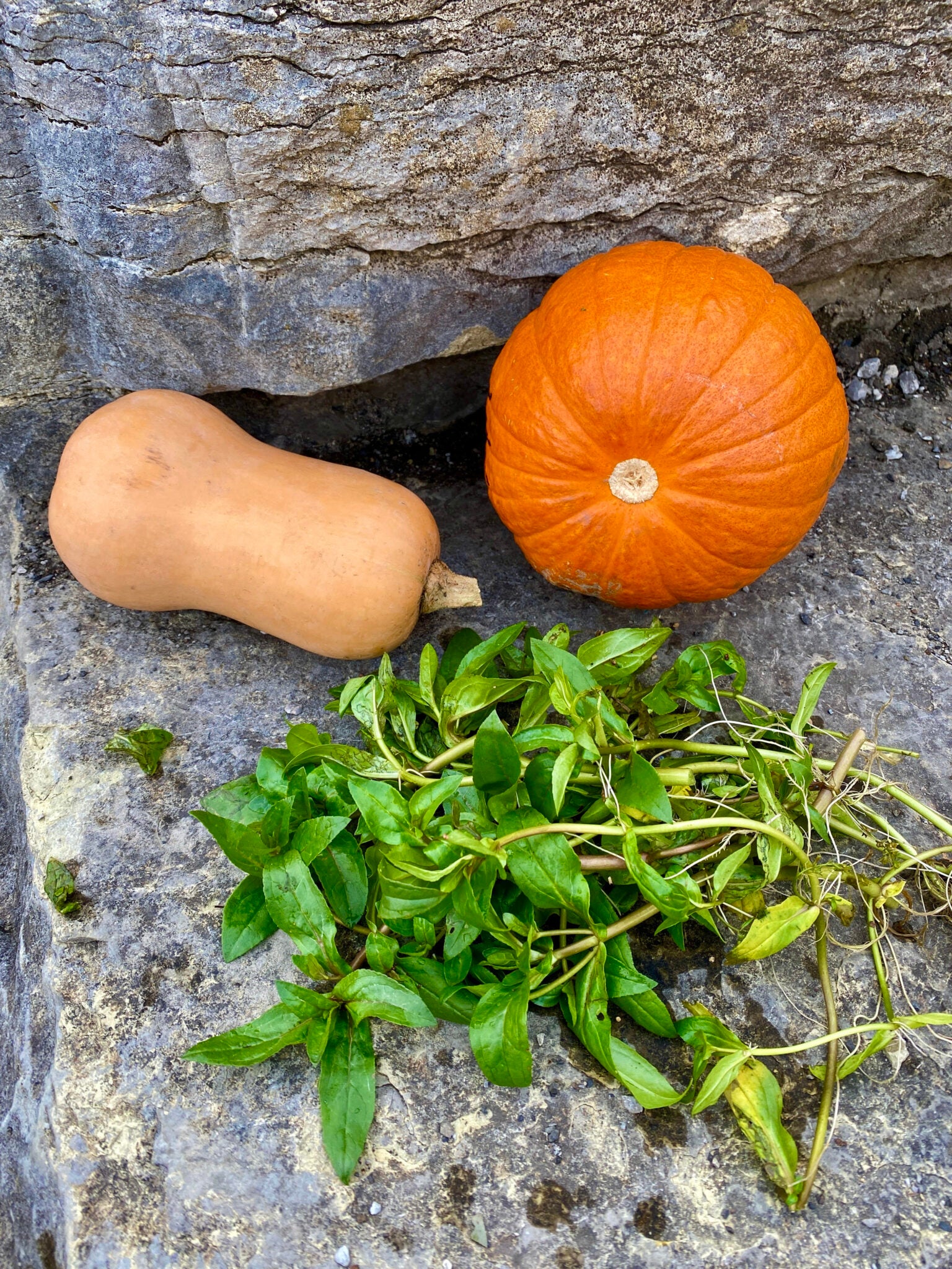 the-roots-of-thanksgiving-claiborne-progress-claiborne-progress